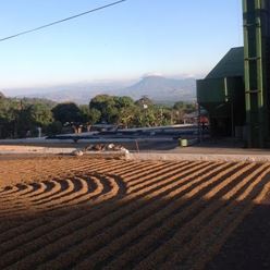 El-Salvador-SHG-Los-Nogales-El-Roble-Bourbon-Black-Honey---(35Kg)-(CM-EL-027-09)
