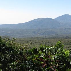 El-Salvador-SHG-Los-Nogales-El-Roble-Sarchimor-Black-Honey---(35Kg)-(CM-EL-027-12)