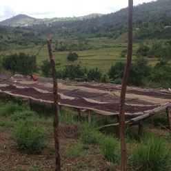 Burundi-CAFEX-Natural-Microlot---(60Kg)-(CM-BU-006-04)