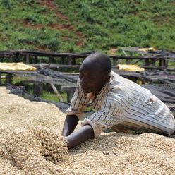 Burundi-Kibingo-Washed---(60Kg)-(CM-BU-022-02)
