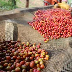 Burundi-Gisha-Natural---(60Kg)-(CM-BU-026)