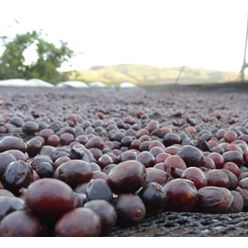 RFA---Brazil-Ipanema-Premier-Cru---Grano-Segreto-B19-Citric-Fruits---Natural---(10Kg)-(CM-BR-091-27)