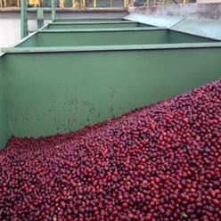 El-Salvador-SHG-Los-Nogales-El-Capulin-Red-Catuai-Black-Honey---(35Kg)-(CM-EL-027-08)