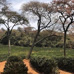 Brazil-Fazenda-Santa-Rita-Yellow-Bourbon---Natural---(60Kg)-(CM-BR-105-12)