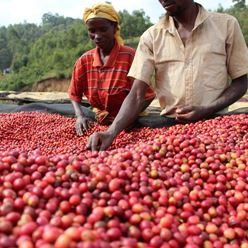 Burundi-Kibingo-Honey---(60Kg)-(CM-BU-022)