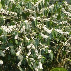 Colombia-Cafe-Sofia-Supremo-Sc19---(70Kg)-(CM-CO-004-01-1)