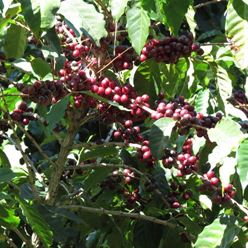 El-Salvador-Monte-Leon-Bourbon-Sc16+-Microlot---(35Kg)-(CM-EL-029-01)