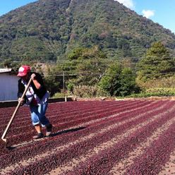 El-Salvador-SHG-Los-Nogales-Miramar-Red-Catuai-Red-Honey---(35Kg)-(CM-EL-027-15)